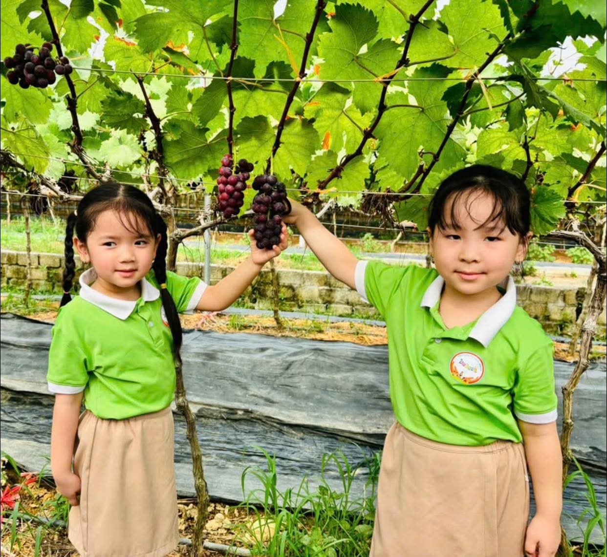 Vườn nho Sơn Trang – điểm hẹn trải nghiệm xanh giữa lòng xứ Thanh