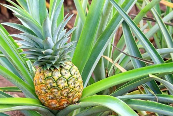Vì sao dứa là “siêu thực phẩm” cho tim mạch, tiểu đường và gan