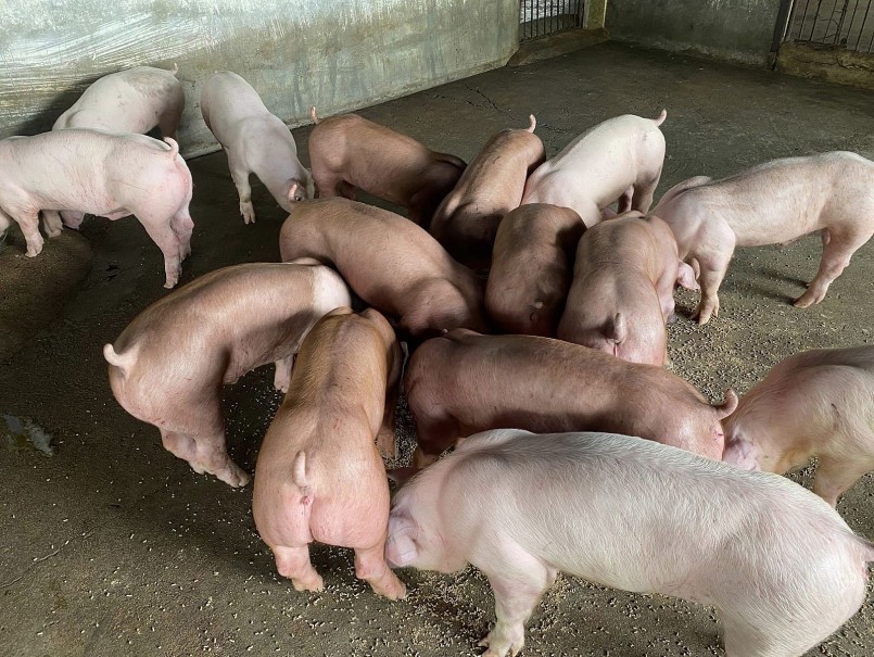 Giá heo hơi lao dốc, ngưỡng 56.000 đồng/kg có giữ nổi?