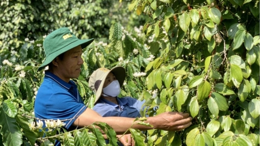 Hiệp hội hồ tiêu kêu cứu vì chậm cấp giấy y tế cho hàng xuất khẩu
