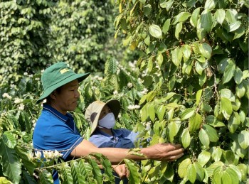 Hiệp hội hồ tiêu kêu cứu vì chậm cấp giấy y tế cho hàng xuất khẩu