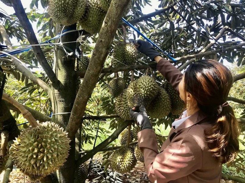 Giải bài toán chất lượng để sầu riêng Việt vươn xa
