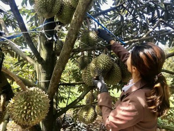 Giải bài toán chất lượng để sầu riêng Việt vươn xa