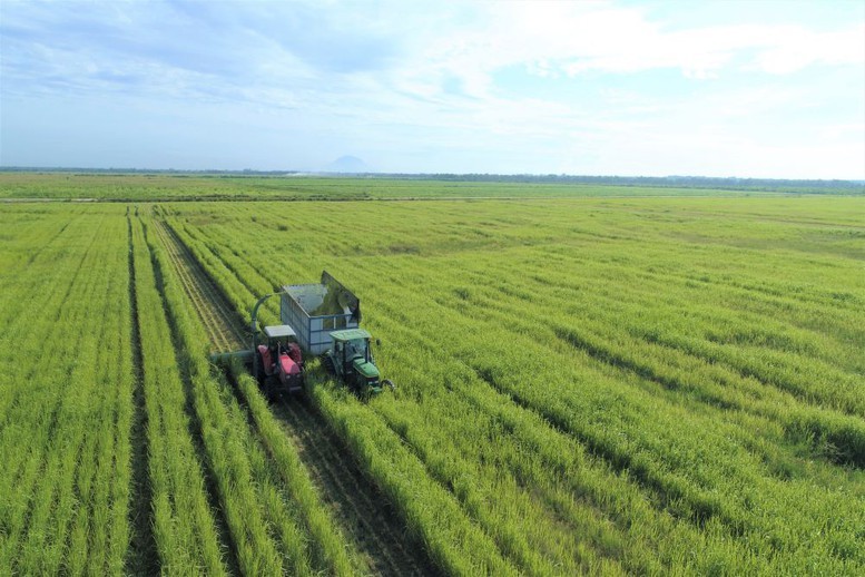 Trang trại Vinamilk Green Farm ứng dụng kỹ thuật canh tác tiên tiến giúp nguồn đất tại trang trại luôn màu mỡ và giàu dinh dưỡng - Ảnh: VGP