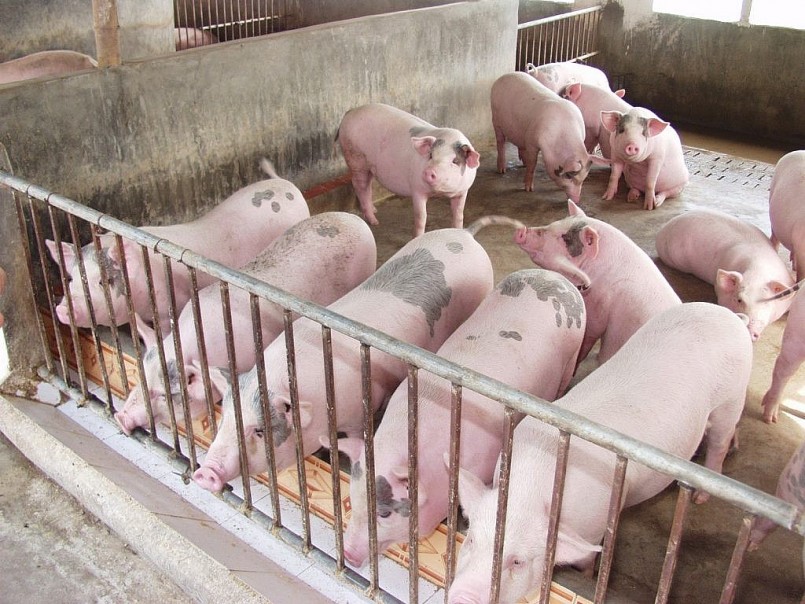 Giá heo hơi tiếp tục giảm sâu, thu mua cao nhất tại mức 61.000 đồng/kg
