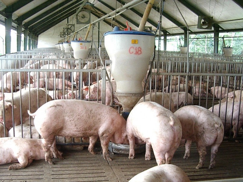 Giá heo hơi giảm liên tục, chưa có dấu hiệu dừng