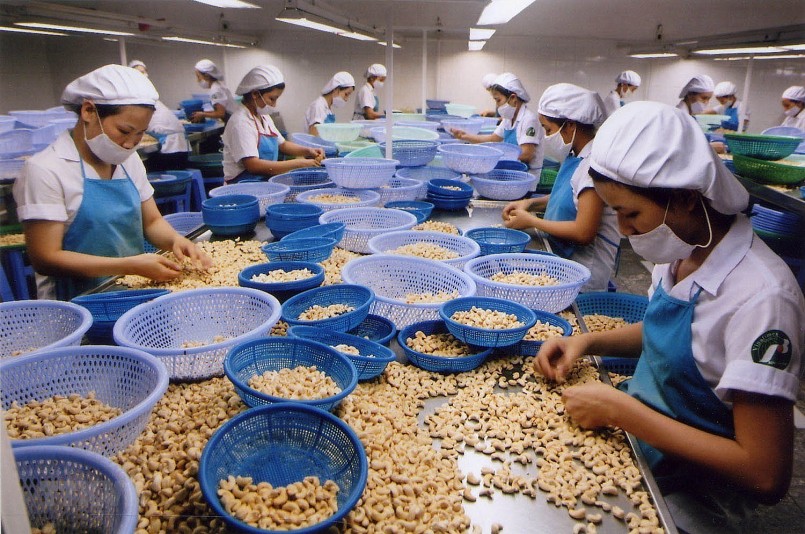 Ngành điều Việt Nam trước yêu cầu phát triển bền vững toàn cầu