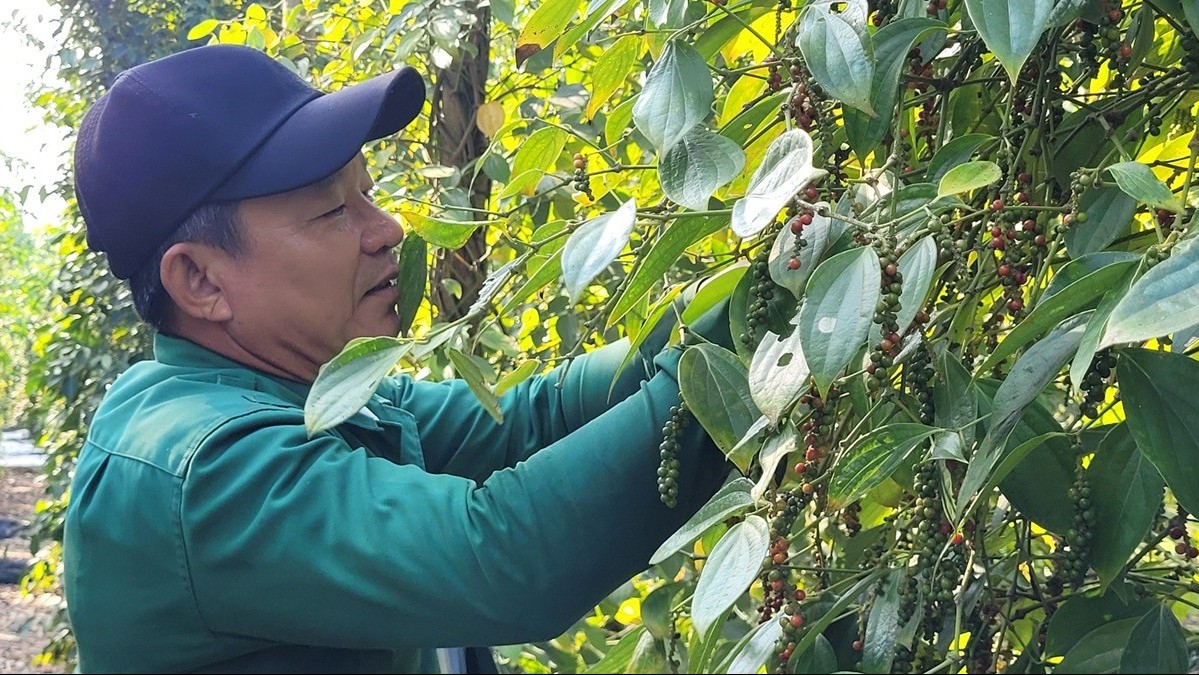 Hồ tiêu Việt Nam hướng tới mốc 1,4 tỷ USD năm 2025