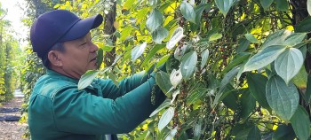 Hồ tiêu Việt Nam hướng tới mốc 1,4 tỷ USD năm 2025
