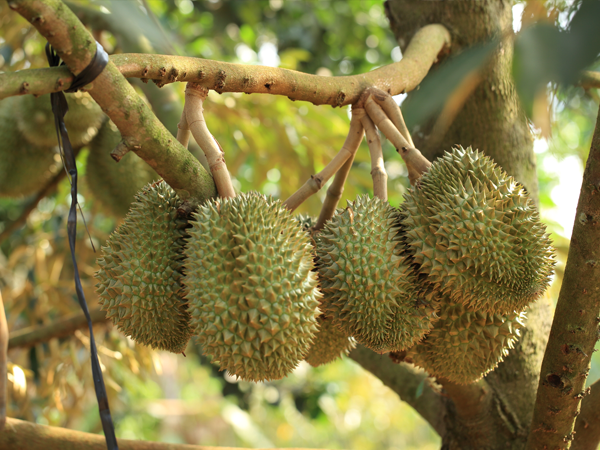 Xuất khẩu rau quả: Sầu riêng dẫn dắt, thị trường Mỹ bứt phá, vững bước tới mục tiêu 7 tỷ USD