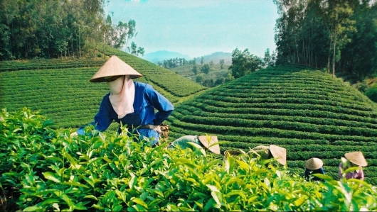 Định vị lại chè Việt Nam trong chuỗi cung ứng toàn cầu