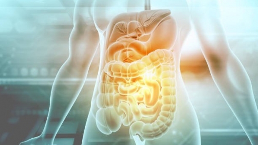 Tuổi thọ dài hay ngắn là do hệ tiêu hóa?