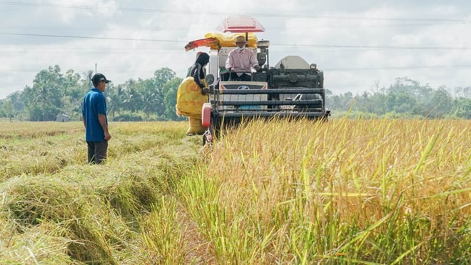 Giá lúa gạo miền Tây lao dốc: nông dân và thương lái cùng 'mắc cạn' trong vòng xoáy bất ổn