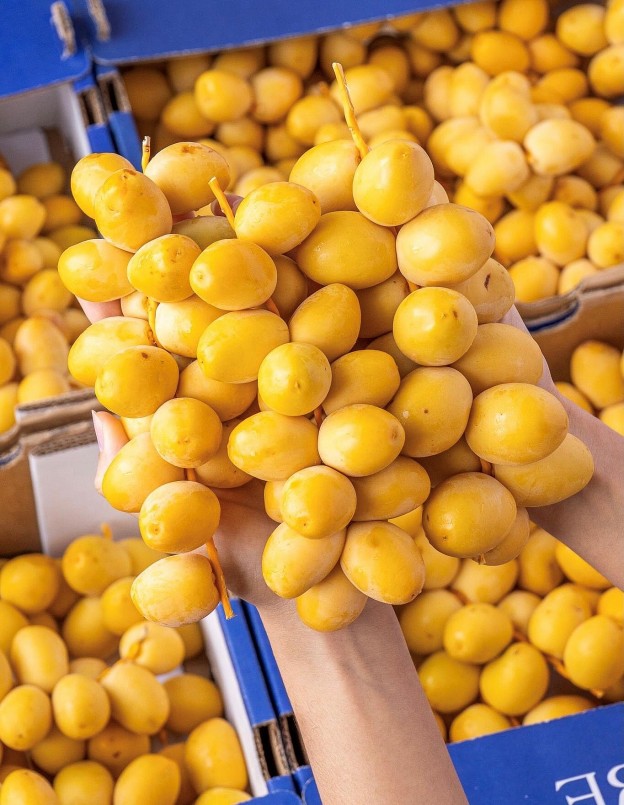 Với hàm lượng dưỡng chất dồi dào, quả chà là mang lại những tác động tích cực đến sức khỏe con người, từ thể chất đến trí tuệ.