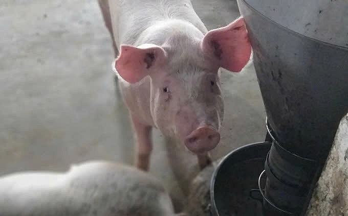 Giá heo hơi đảo chiều tăng, miền Bắc tăng nhẹ 1.000 đồng/kg