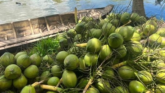 Mã số vùng trồng: Tấm hộ chiếu nâng tầm thương hiệu dừa Việt trên thị trường quốc tế