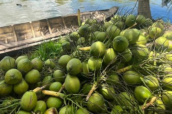 Mã số vùng trồng: Tấm hộ chiếu nâng tầm thương hiệu dừa Việt trên thị trường quốc tế