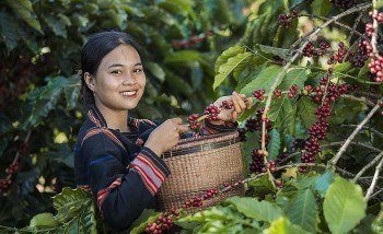Nông sản Việt giữ vững đà tăng, tiến gần mục tiêu 65 tỷ USD
