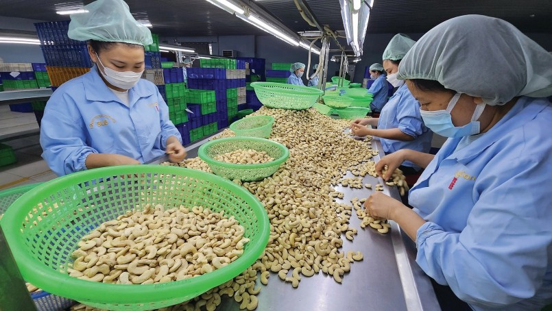 Xuất khẩu điều Việt bứt phá 2,8 tỷ USD