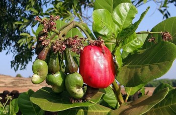 Xuất khẩu điều Việt bứt phá 2,8 tỷ USD