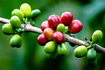 Giá cà phê ngày 5/9: Thế giới phân hóa, thị trường trong nước phục hồi sau phiên giảm sâu