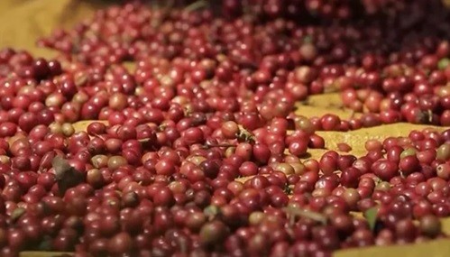 Giá cà phê hôm nay 9/9: Thị trường "đóng băng" sau tuần giảm sâu, thế giới diễn biến trái chiều