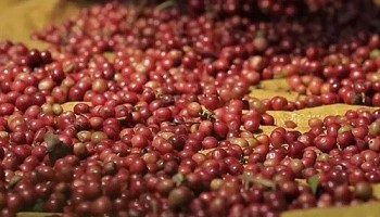 Giá cà phê hôm nay 9/9: Thị trường 