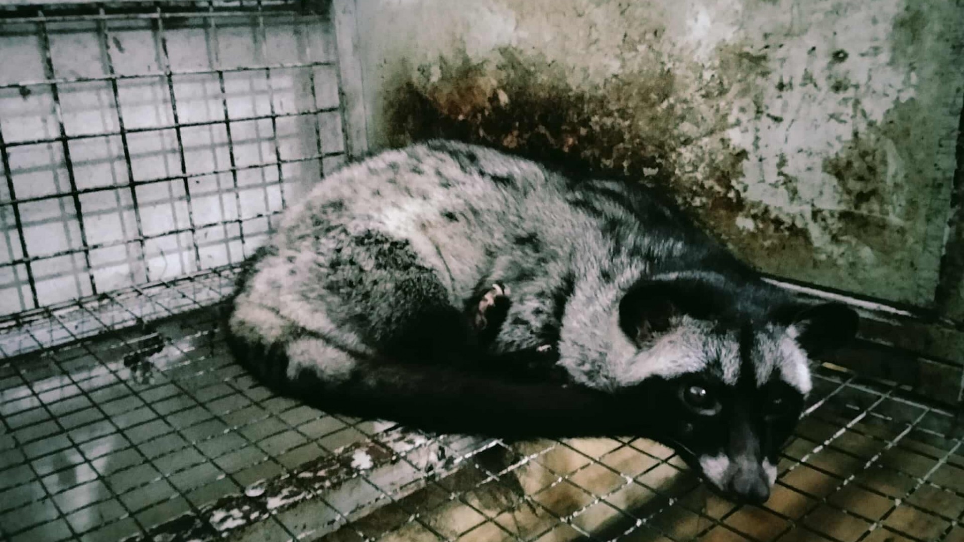 Từ vườn lan bão hòa đến trại cầy hương tiền tỷ “Hành trình ngược dòng của người nông dân xứ Thanh”