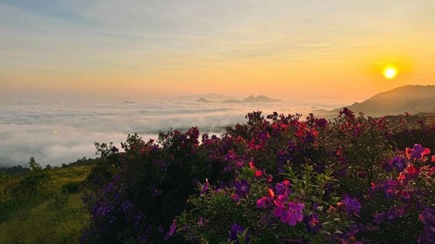 Đồi sim tím Suối Bon – Thiên đường săn mây giữa đại ngàn Sơn La