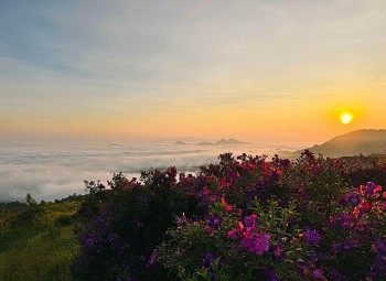 Đồi sim tím Suối Bon – Thiên đường săn mây giữa đại ngàn Sơn La