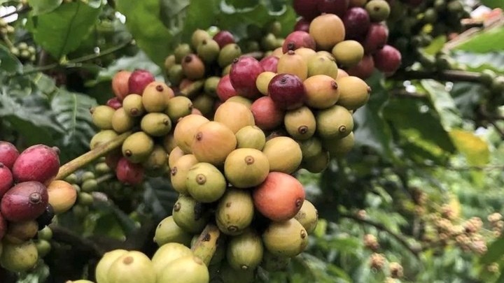 Giá cà phê hôm nay 11/9: Thế giới tăng vọt, thị trường trong nước bất ngờ quay đầu giảm