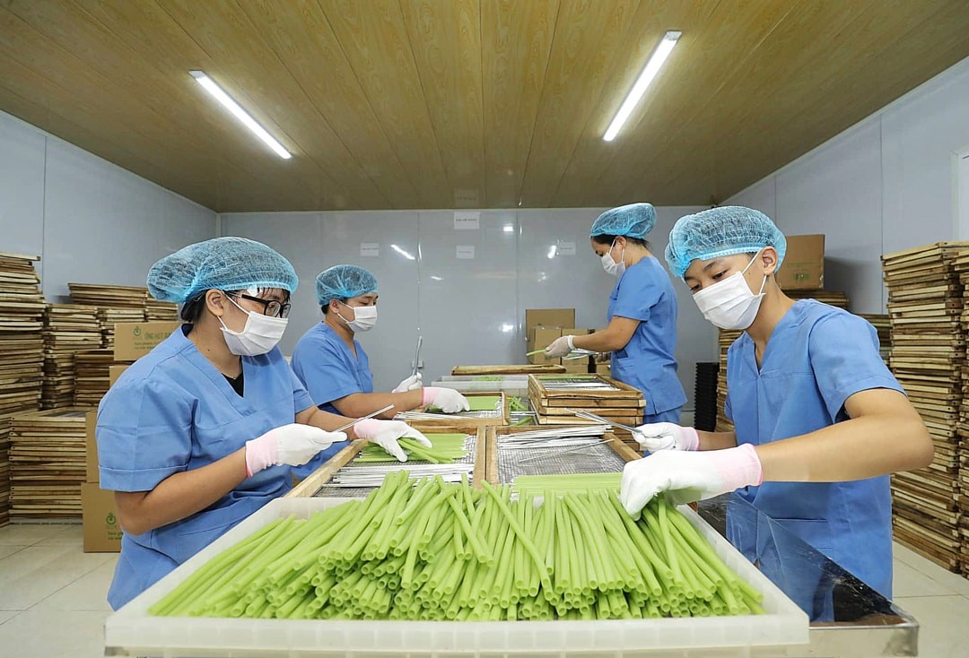  1 / 1  Sản xuất ống hút bằng nông sản tại Hợp tác xã Dịch vụ nông nghiệp sông Hồng (huyện Đông Anh). Ảnh: Hoàng Quý
