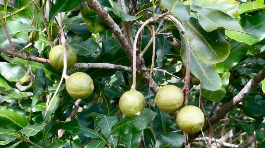 Lợi thế phát triển cây mắc ca tại Gia Lai