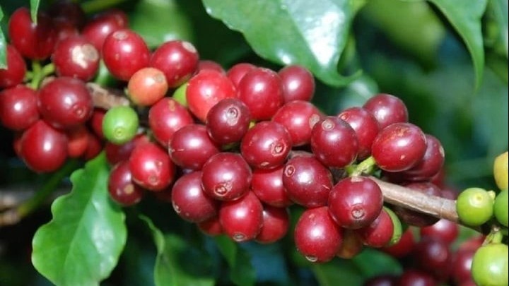 Giá nông sản hôm nay 14/9: Cà phê neo cao, hồ tiêu ổn định ở mức đỉnh
