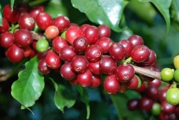 Giá nông sản hôm nay 14/9: Cà phê neo cao, hồ tiêu ổn định ở mức đỉnh