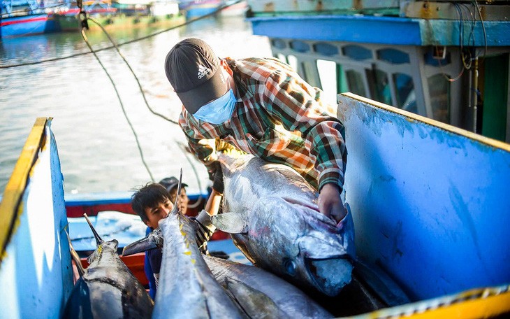 Từ cá ngừ nguyên liệu, nhiều doanh nghiệp Việt chế biến cá ngừ đóng hộp tham gia xuất khẩu sang nhiều thị trường và dẫn đầu là thị trường Mỹ - Ảnh: LÂM THIÊN
