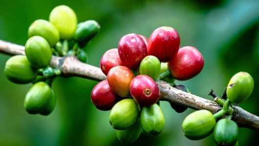 Giá cà phê hôm nay 16/9: Tăng mạnh, thiết lập mặt bằng giá mới ở Tây Nguyên