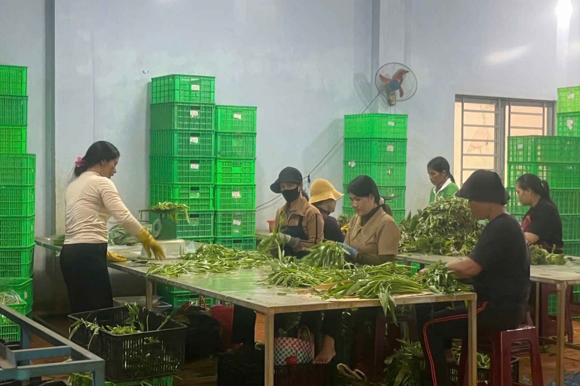 Xây dựng chuỗi giá trị nông sản sạch từ Gia Lai
