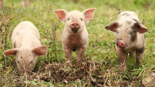 Giá heo hơi lao dốc không phanh, chạm đáy 55.000 đồng/kg