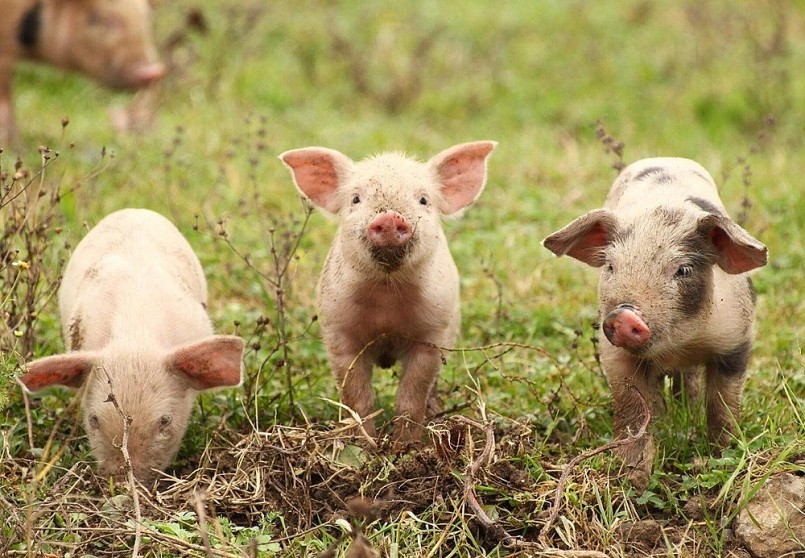 Giá heo hơi lao dốc không phanh, chạm đáy 55.000 đồng/kg