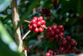 Giá cà phê hôm nay 19/9: Lao dốc chưa có điểm dừng, thị trường trong nước và thế giới đồng loạt giảm sâu