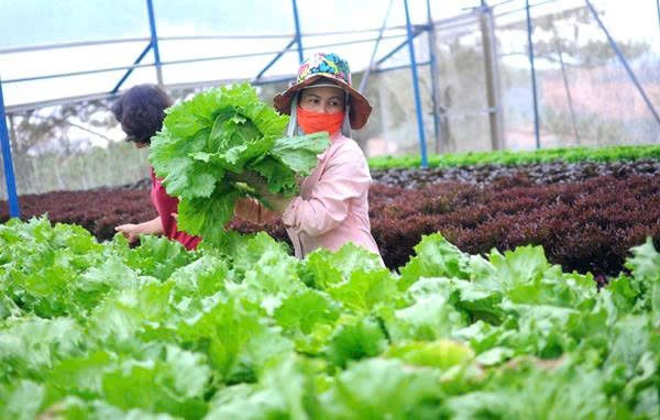 Bảo Hiểm Nông Nghiệp - Bài 1: Nông dân “e ngại”, chính quyền gặp nhiều khó khăn