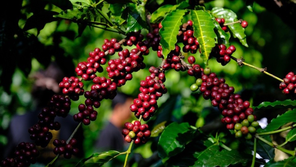 Giá cà phê hôm nay 20/9: Nội địa giảm nhẹ, Arabica quốc tế bật tăng mạnh
