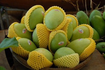 Giá xoài cát Hòa Lộc tăng mạnh do khan hiếm nguồn cung