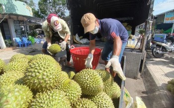 Siết quản lý để bảo đảm chất lượng nông sản xuất khẩu