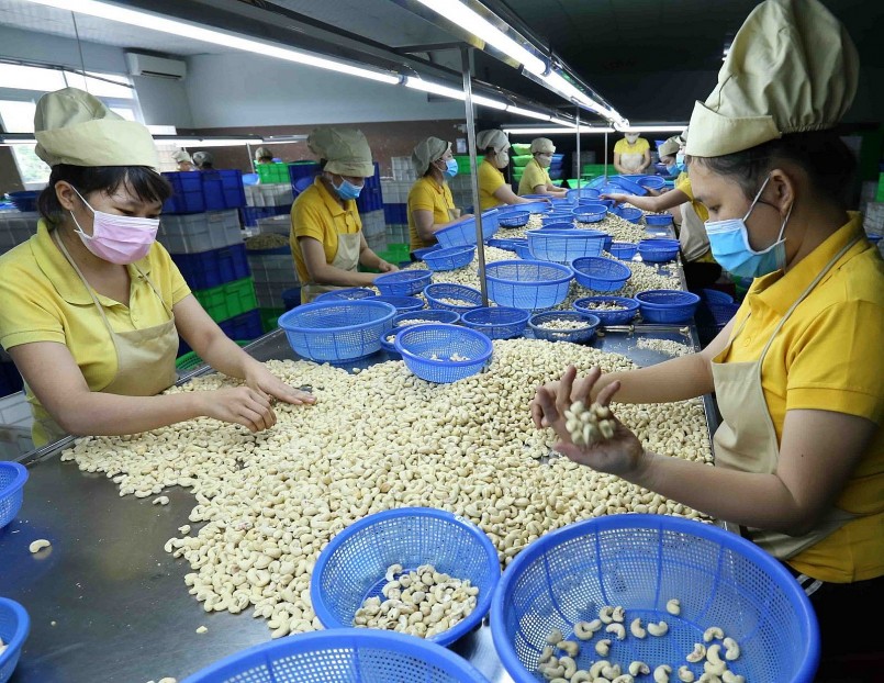 Ngành điều đạt mục tiêu xuất khẩu 4,5 tỷ USD là trong tầm tay.