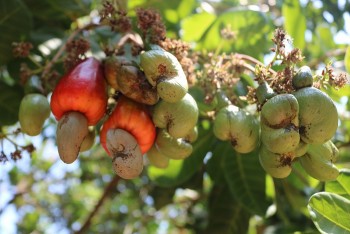 Xuất khẩu hạt điều bứt phá, cán mốc 4,5 tỷ USD