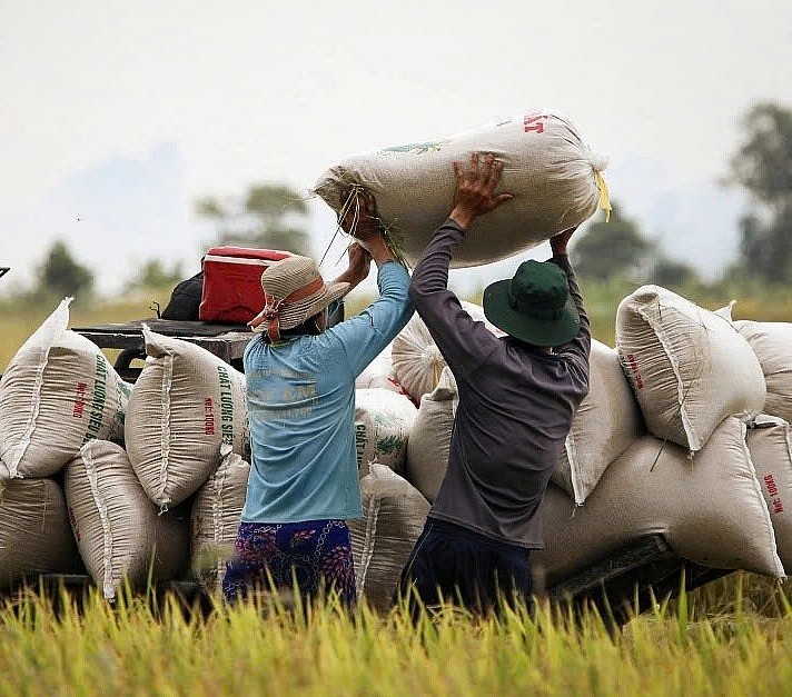 Việt Nam hiện là một trong những nước xuất khẩu gạo hàng đầu thế giới với hơn 8 triệu tấn trong năm 2024, kim ngạch gần 6 tỷ USD.