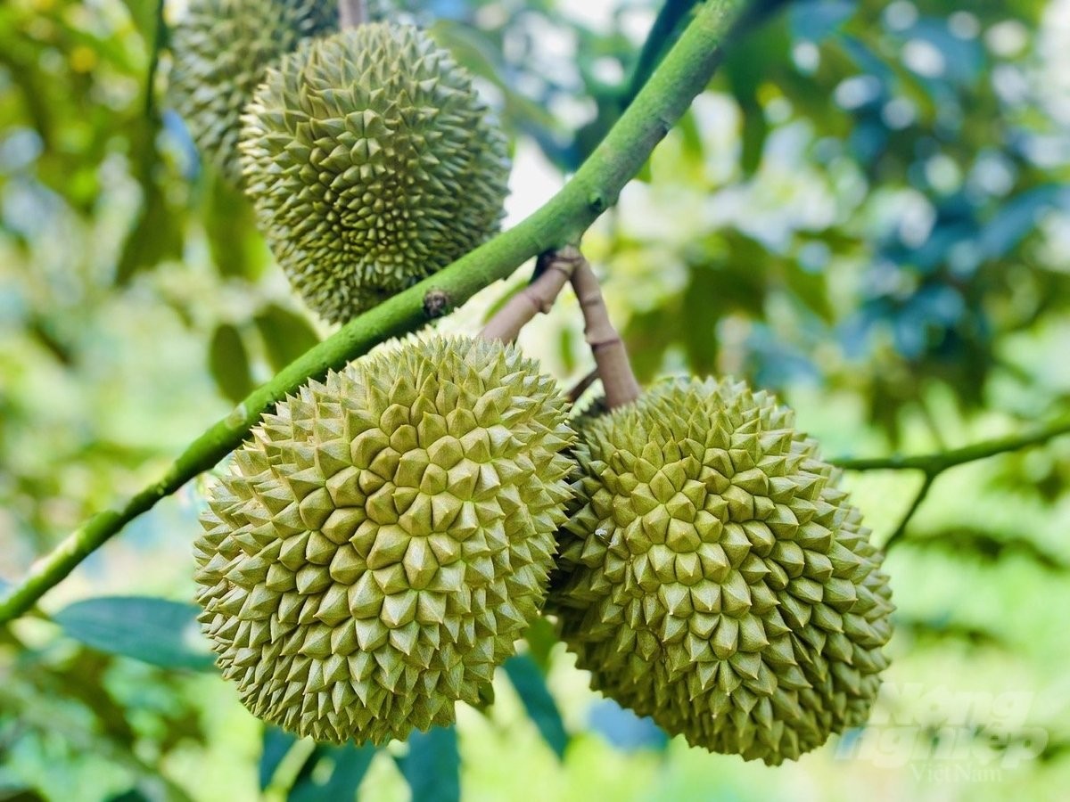 Sức mạnh cộng hưởng đưa ngành rau quả Việt Nam vươn ra biển lớn