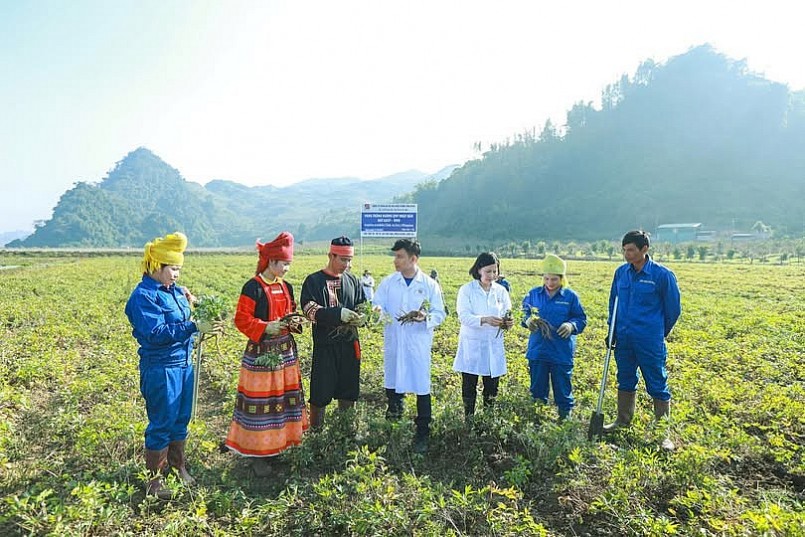 Vùng trồng Đương quy đạt chuẩn GACP-WHO của Tâm Bình tại Mộc Châu (Sơn La) Vùng trồng Đương quy đạt chuẩn GACP-WHO của Tâm Bình tại Mộc Châu (Sơn La)
